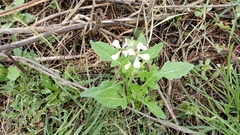 Eruca vesicaria