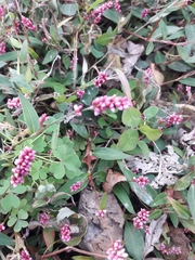 Persicaria longiseta