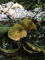Hydnum cuspidatum