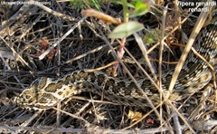 Vipera renardi