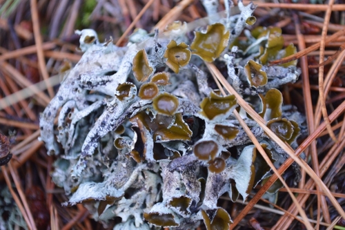 Pseudevernia intensa