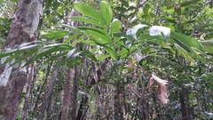 Dypsis faneva