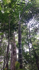 Dypsis tsaravoasira