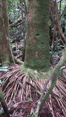 Dypsis tokoravina