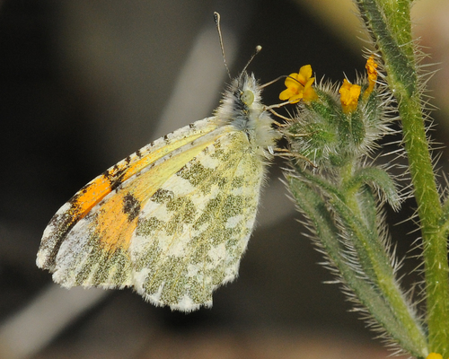 Desert Orangetip