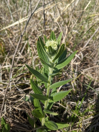 Image of Lithospermum parviflorum by (c) Alaina Krakowiak, some rights reserved (CC BY)