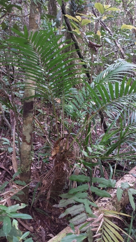 Dypsis pusilla