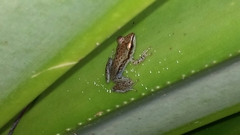 Guibemantis