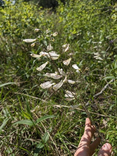 Image of Penstemon tenuiflorus by (c) Alaina Krakowiak, some rights reserved (CC BY)