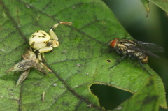 Misumenoides formosipes