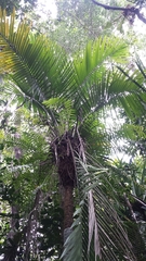 Dypsis perrieri