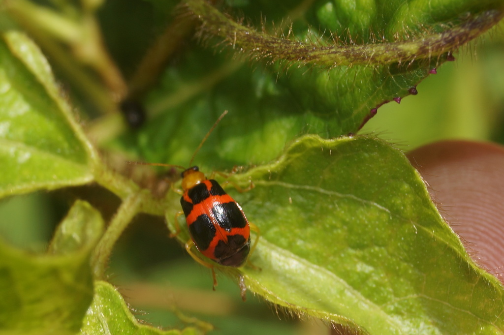 Gynandrobrotica guerreroensis