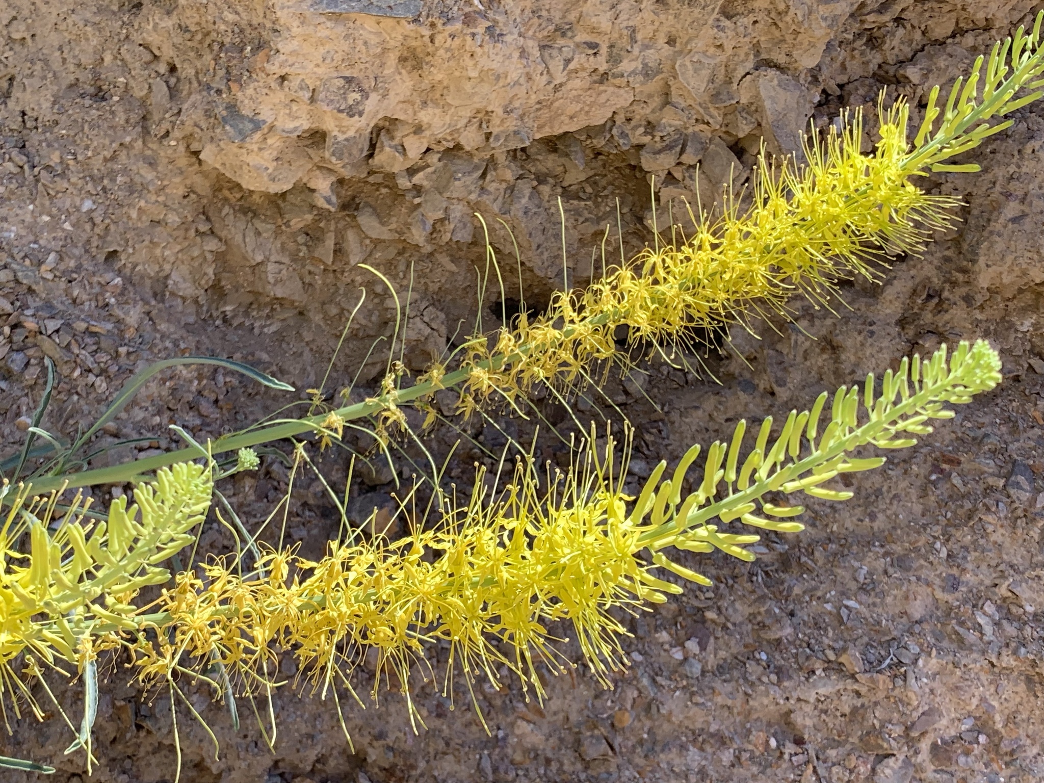 Stanleya pinnata (Pursh) Britton