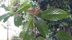 Nesogordonia thouarsii