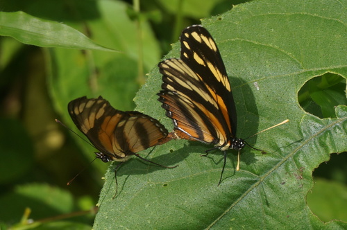 Longwing Crescent