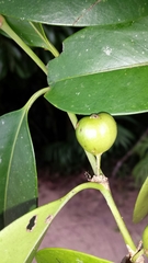 Peponidium