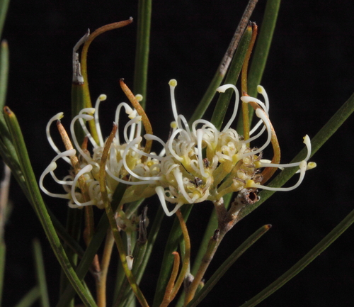 Grevillea hakeoides