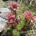 Mountain Houseleek - Photo (c) carmona rodriguez.cc, some rights reserved (CC BY-SA)