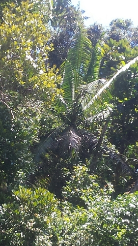 Image of Dypsis lastelliana by no rights reserved