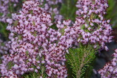 Erica multiflora