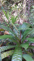 Conosapium madagascariense