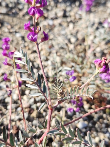 Image of Astragalus palmeri by no rights reserved