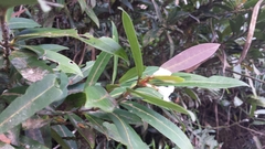 Peponidium