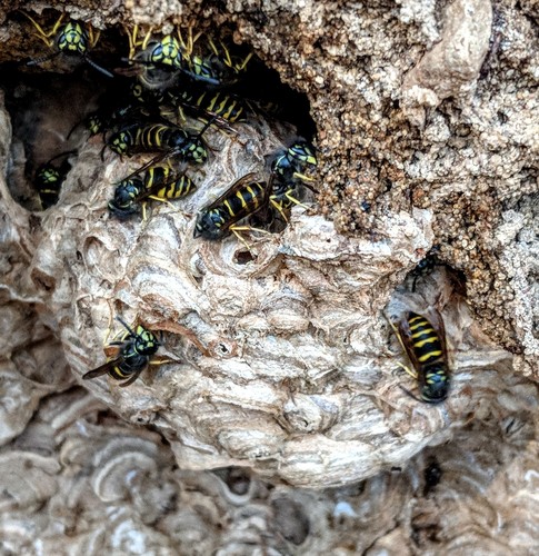 American Yellowjacket