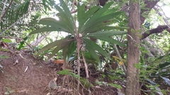 Dypsis mocquerysiana