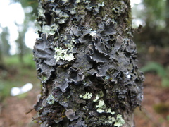Erioderma