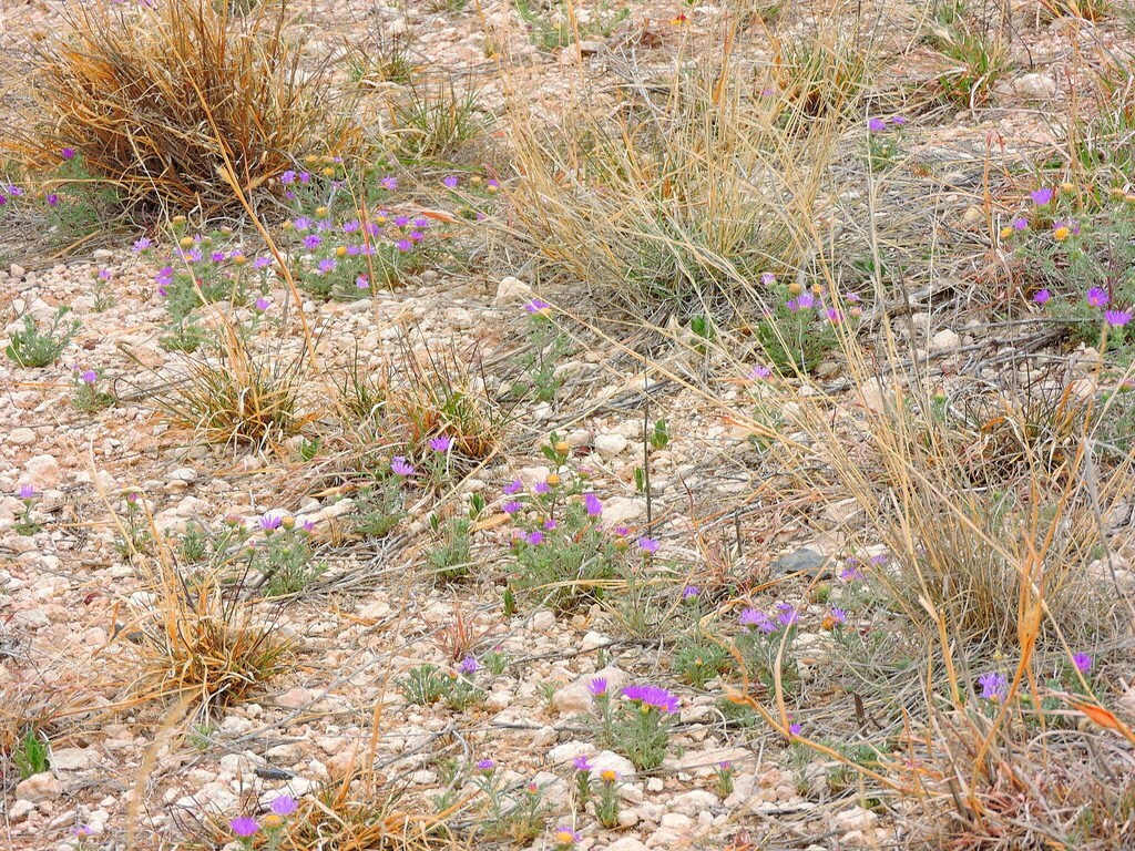 Tahoka daisy from DunbarManhattan Heights, Lubbock, TX, USA on April