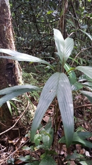 Dypsis