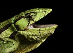 Boulenger's Bush Anole photo 2
