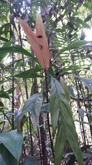 Dypsis forficifolia