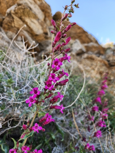 Image of Penstemon clevelandii by no rights reserved