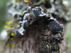 Erioderma