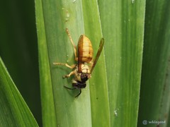 Vespa bicolor