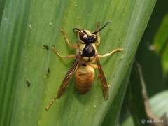 Vespa bicolor