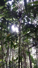 Dypsis forficifolia