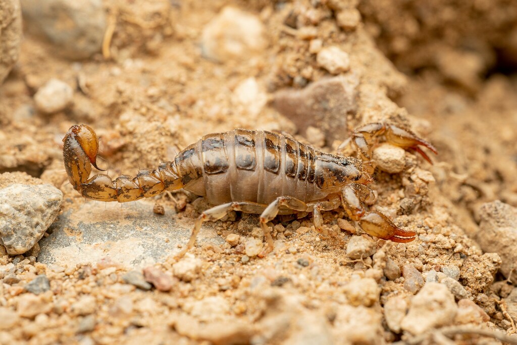 Superstition Mountains Scorpion