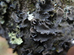 Erioderma