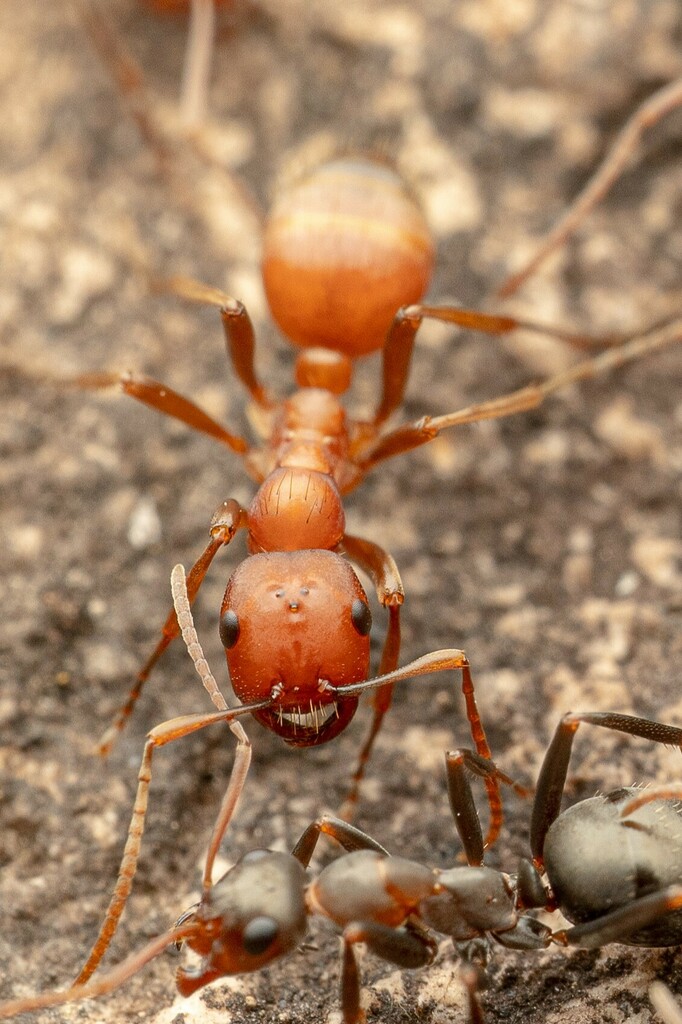 Topoff's Amazon Ant