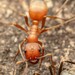 Topoff's Amazon Ant - Photo (c) Jake N., some rights reserved (CC BY), uploaded by Jake N.