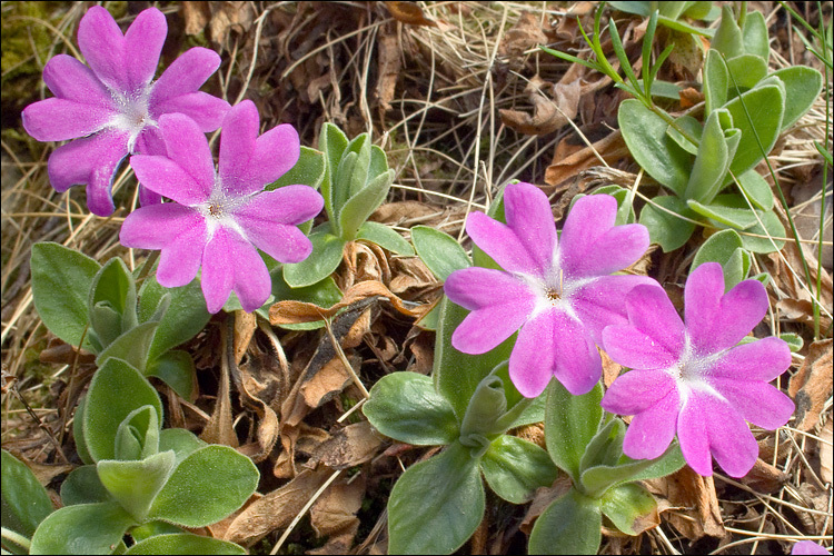 Primavera