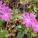 Primula integrifolia - Photo (c) Amadej Trnkoczy, algunos derechos reservados (CC BY-NC-SA)