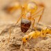 Camponotus pudorosus - Photo (c) Jake Nitta, algunos derechos reservados (CC BY), subido por Jake Nitta