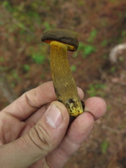 Retiboletus flavoniger