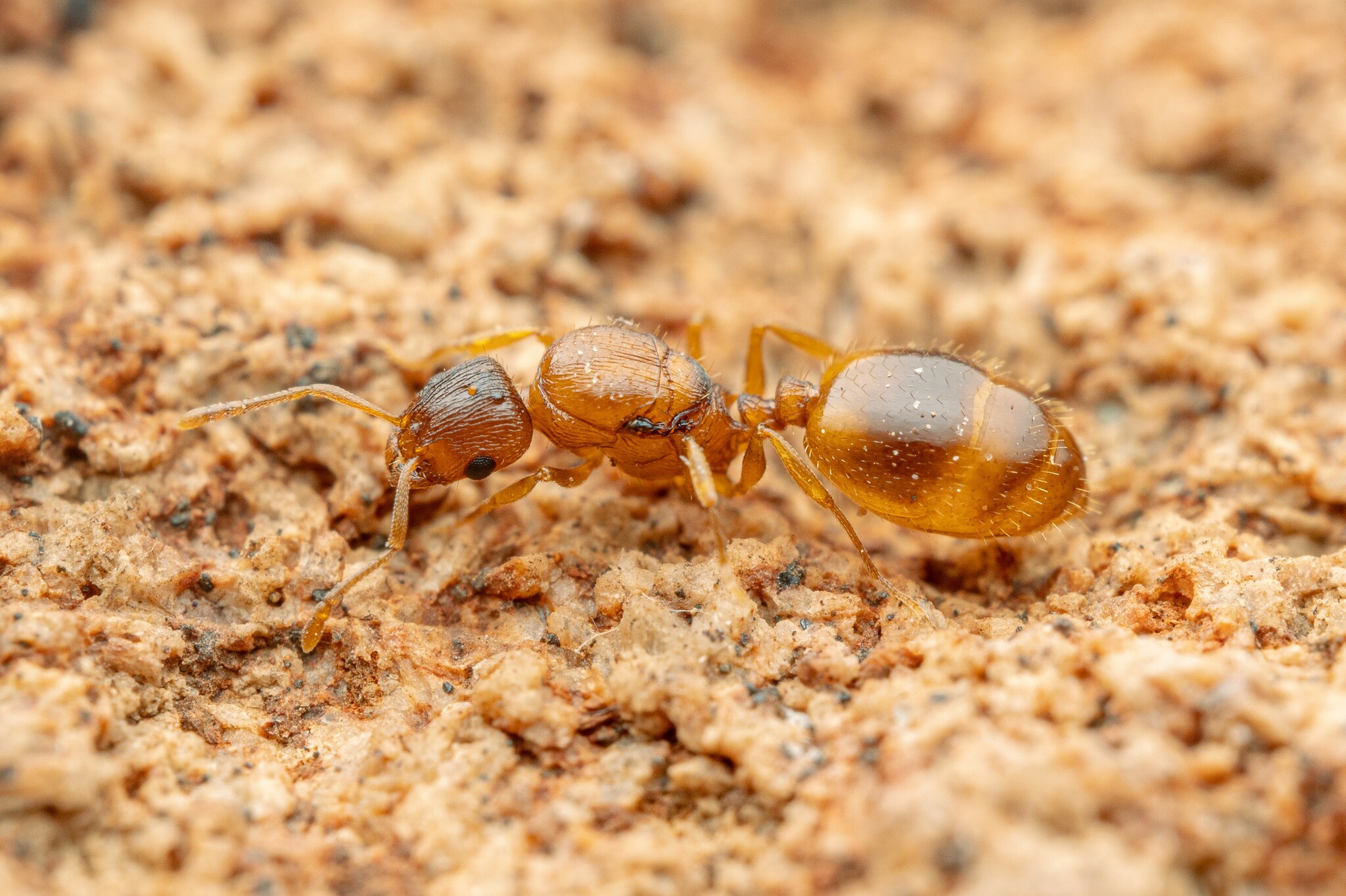 Western Acorn Ant (Temnothorax rugatulus) · iNaturalist