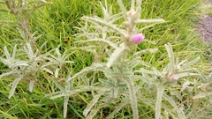 Sphaeralcea angustifolia