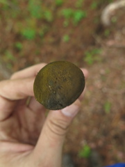 Retiboletus flavoniger